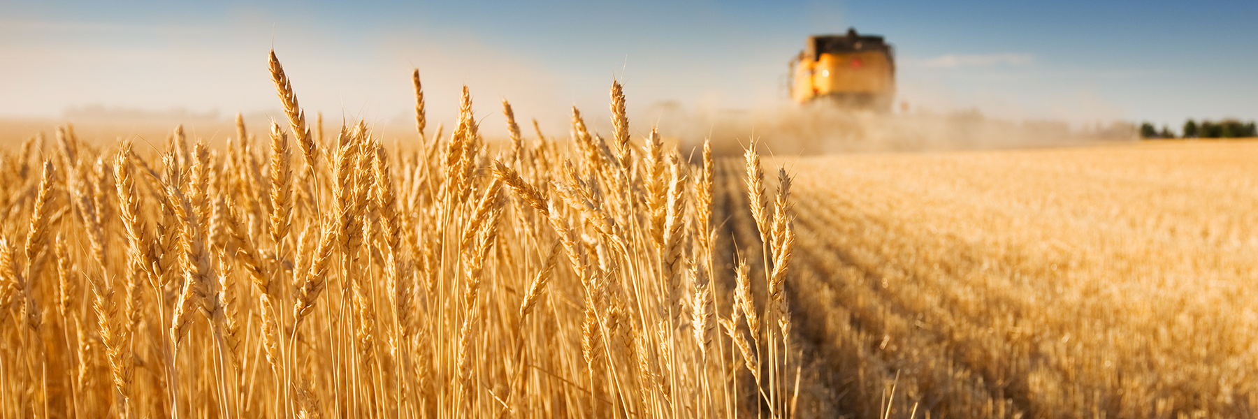 Cereals wheat