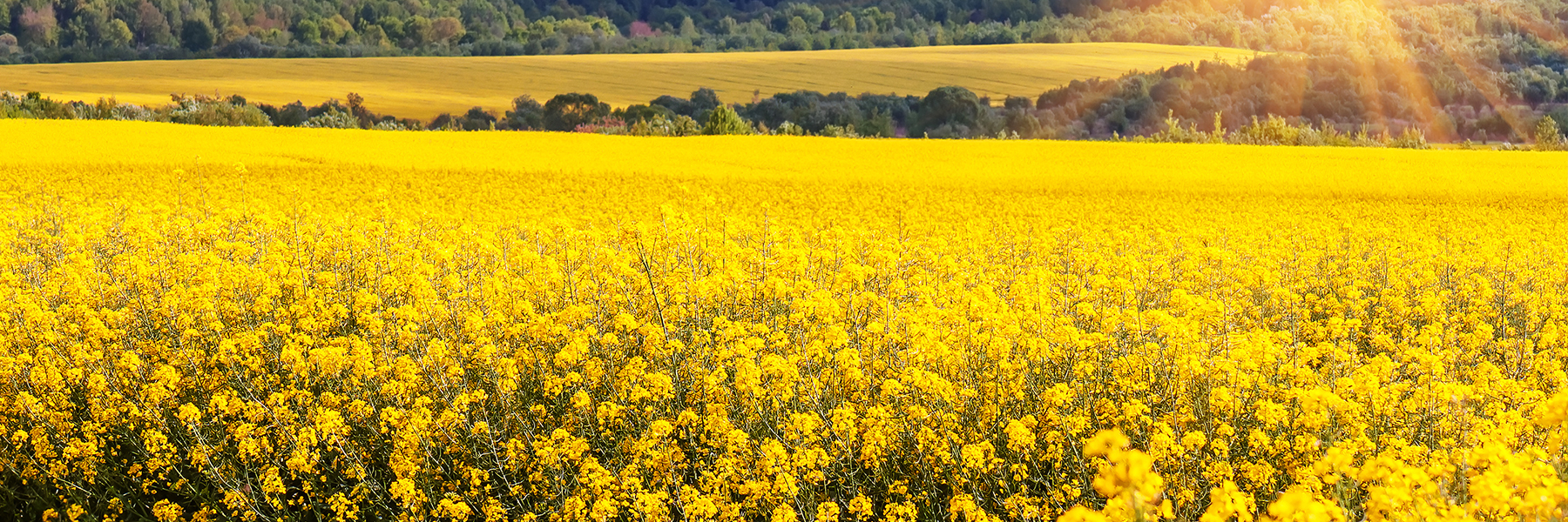 Rape Seed Oil