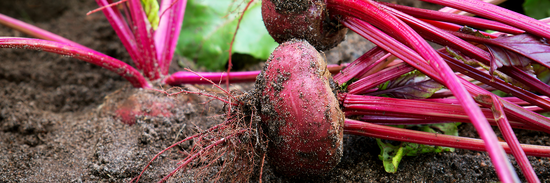 Root vegetables