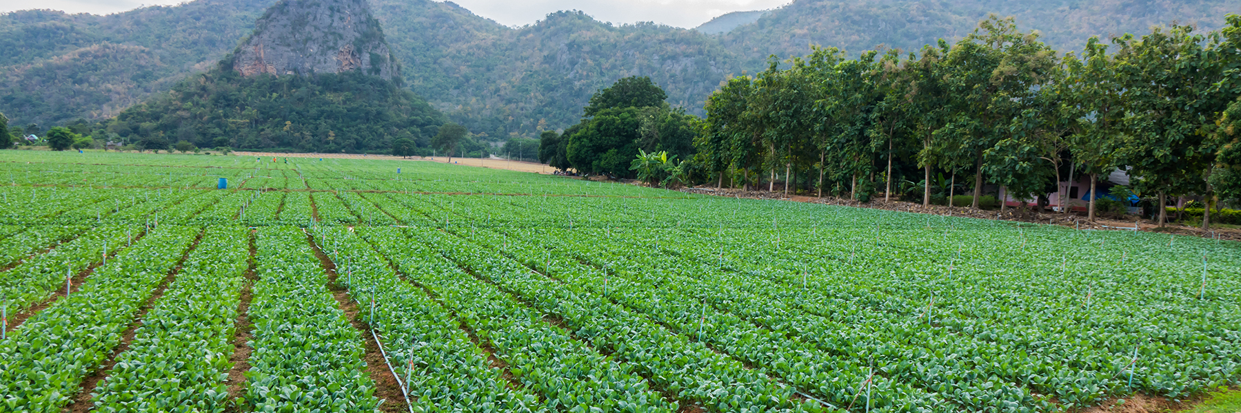 Root vegetables harvest nutrients