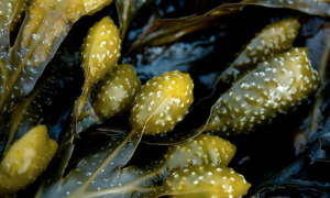 Seaweed extract