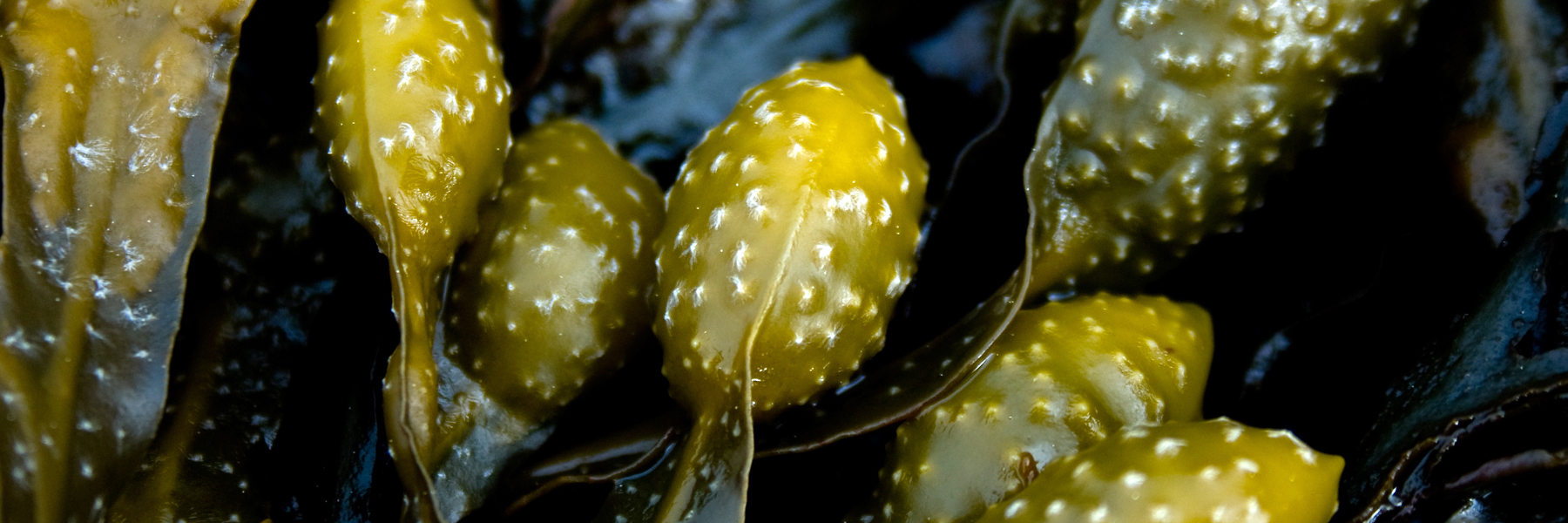 Seaweed extracts