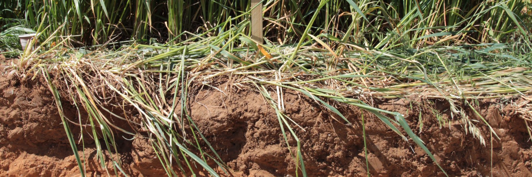 Soil health Cereals 17