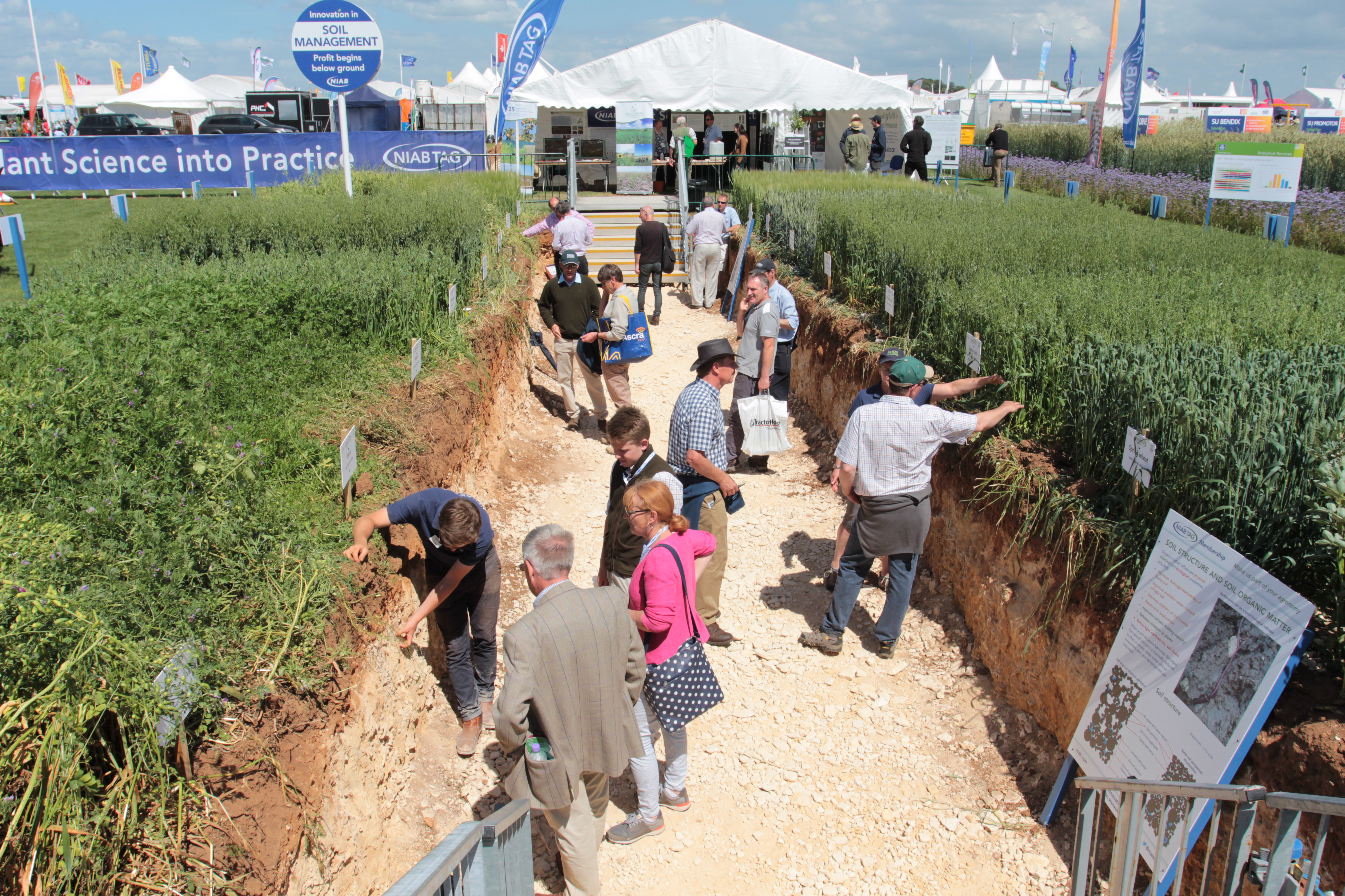 The Soil Pit - Cereals 2017