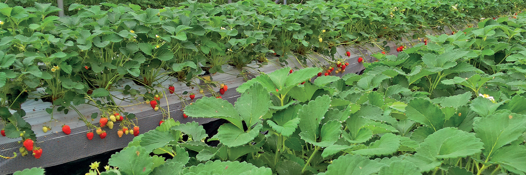 AlgaFlex increases productivity in strawberry cropping